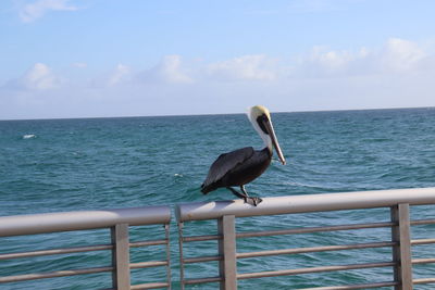 Bird perching on railing by sea against sky