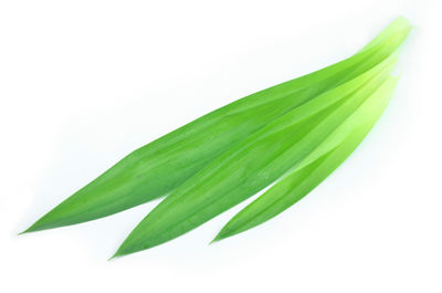 Close-up of leaf over white background