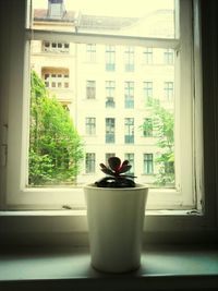 Potted plants on window sill