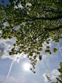 Low angle view of tree against sky