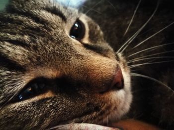 Close-up portrait of dog