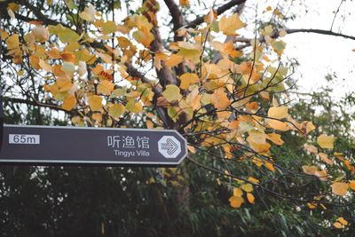 Low angle view of text on tree