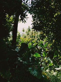 Close-up of trees against sky