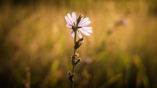 Close-up of flowers growing in field
