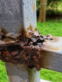 Close-up of bee on tree trunk