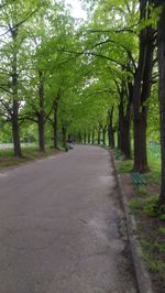 Road amidst trees