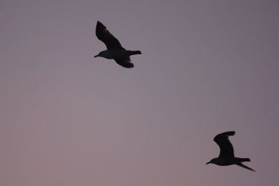 Low angle view of silhouette bird flying in sky