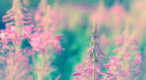 Close-up of plant against blurred background