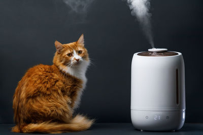 Air humidifier clean air and vaporizes steam up into the air. ginger fluffy cat is sitting nearby.