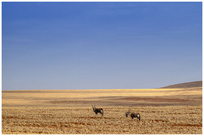 Horse grazing on field against clear sky