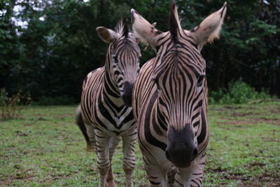 Zebra standing on field
