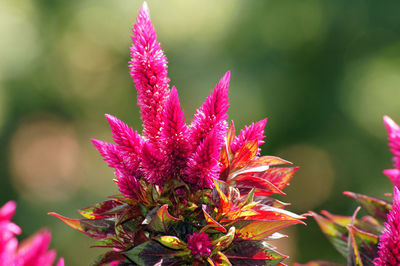 Close-up of pink flowering plant