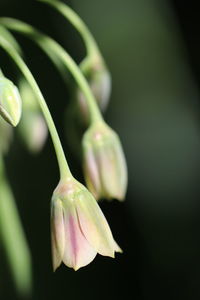 Close-up of flower bud