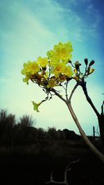 Close-up of flower tree against sky