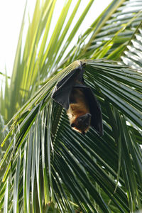 Flying fox hanging on a leaf of a palm tree in the afternoon