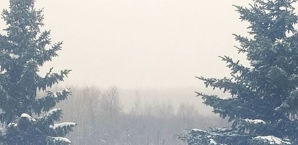 Trees in forest during winter against sky
