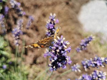 Close-up of butterfly on purple flower