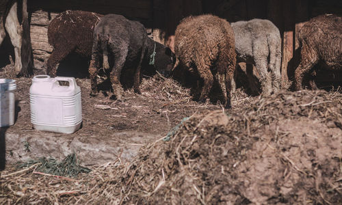 View of sheep on field