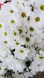 Full frame shot of white flowers