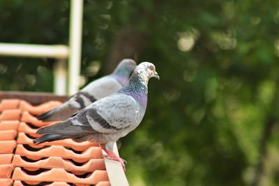 Close-up of bird perching outdoors