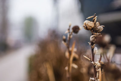 Close-up of dry plant