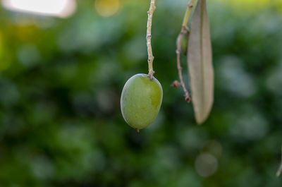 Close-up of olives growing on plant