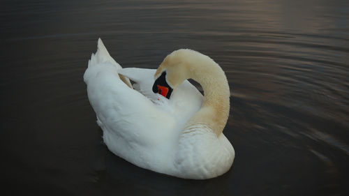 High angle view of swan