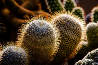 Close-up of cactus plant