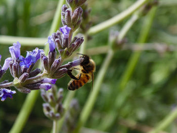 Close-up of bee pollinating on purple flower