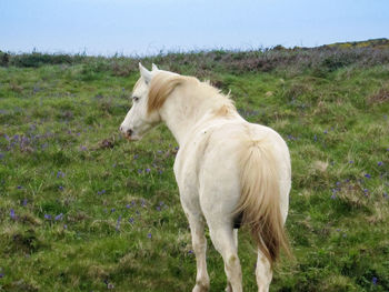 Horse standing on field against sky