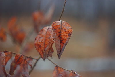 Close-up of dried autumn leaf