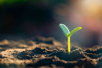 Close-up of plant growing on field