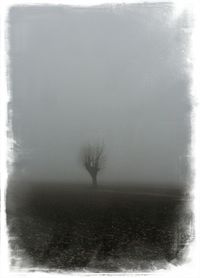 Bare tree on foggy day