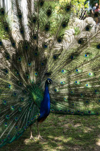 Close-up of peacock