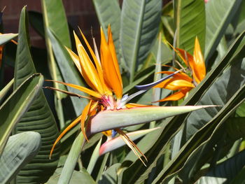 Close-up of flowering plant