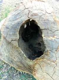 High angle view of a tree trunk