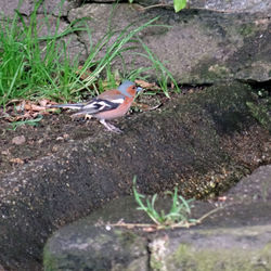 High angle view of bird perching on a field