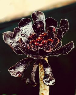 Close-up of water drops on flower