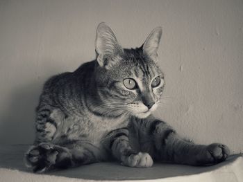 Close-up of cat lying down against wall