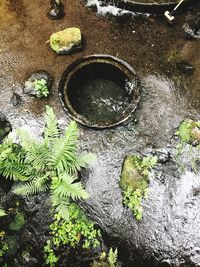 High angle view of plant growing on rock