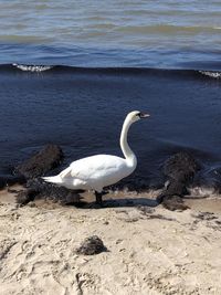 Swan on a lake