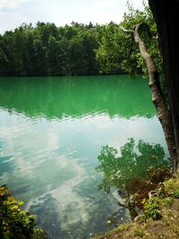 Scenic view of lake in forest