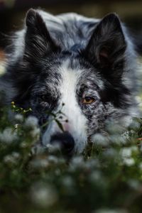 Close-up portrait of dog relaxing outdoors