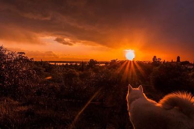 Silhouette plants on field against sky during sunset