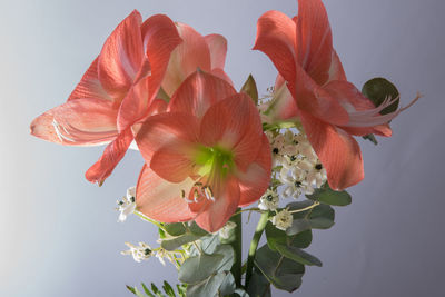 Close-up of pink flowers growing on plant