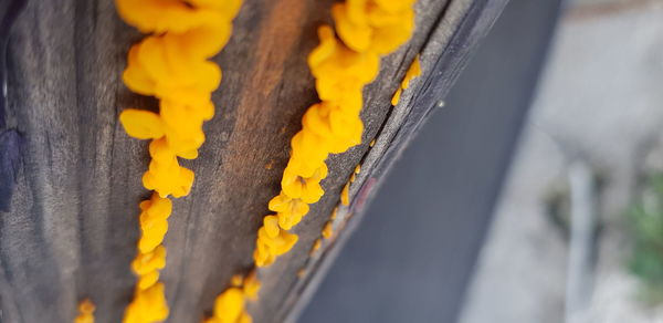 Close-up of yellow wood fungus on tree trunk