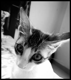 Close-up portrait of a cat