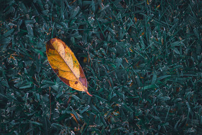 High angle view of dry leaf on field