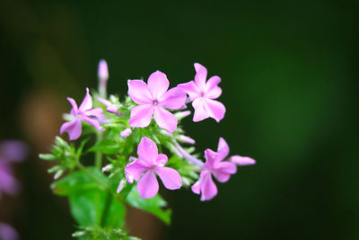 Close-up of pink flowering plant