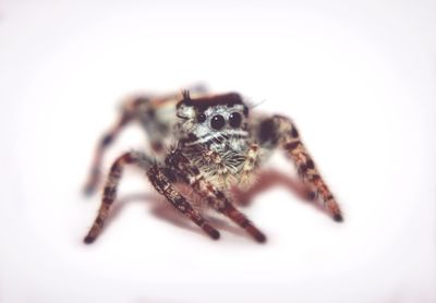 Close-up of spider on white background